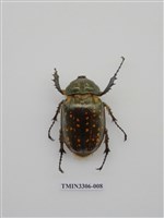 藏品(長臂金龜)的圖片